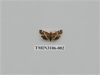 藏品(螟蛾181)的圖片